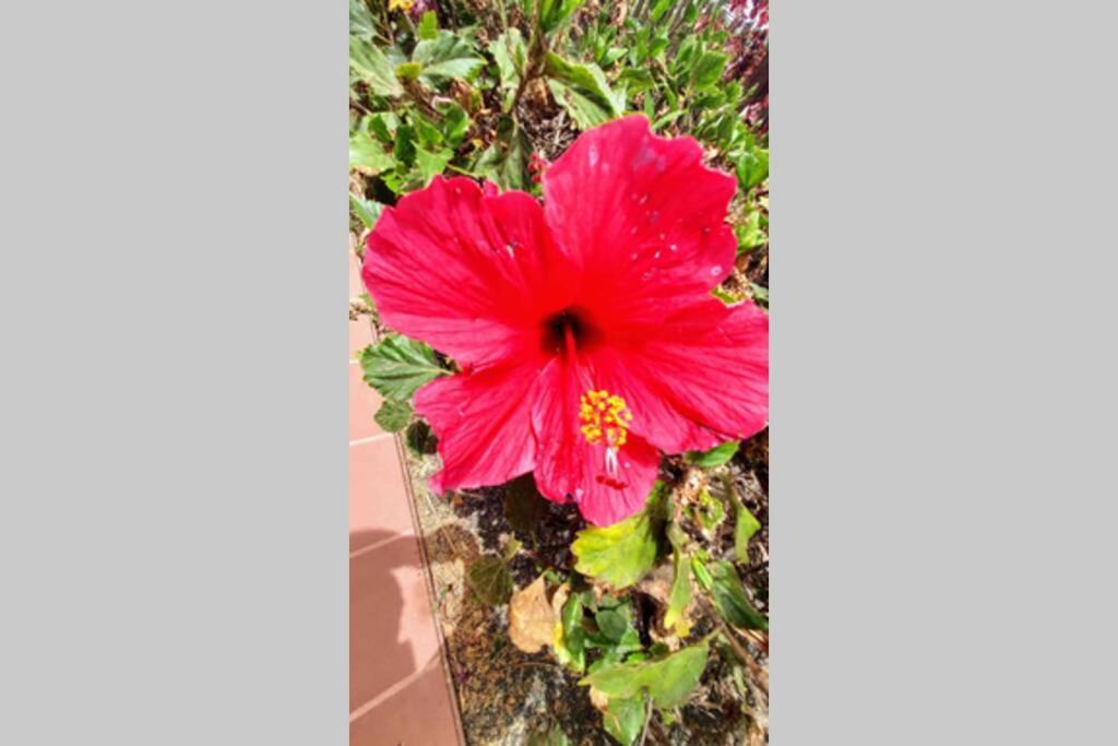 Tamarindo 28, Pool Front,Free Wifi Daire Corralejo Dış mekan fotoğraf